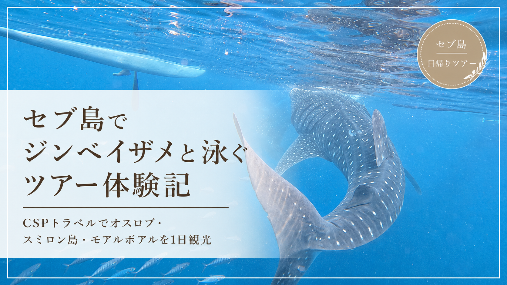 セブ島のジンベイザメと泳ぐツアーを紹介するサムネイル画像