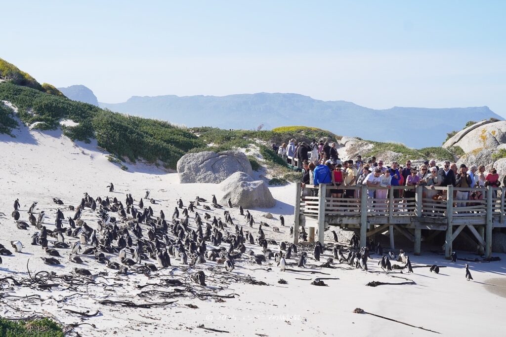 ケープタウンのボルダーズビーチにいるケープペンギン