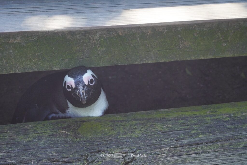 ケープタウンのボルダーズビーチにいるケープペンギン