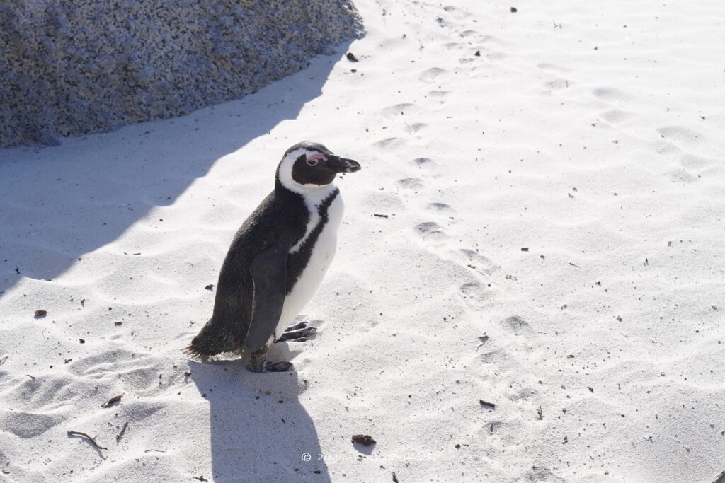 ケープタウンのボルダーズビーチで見られるケープペンギン