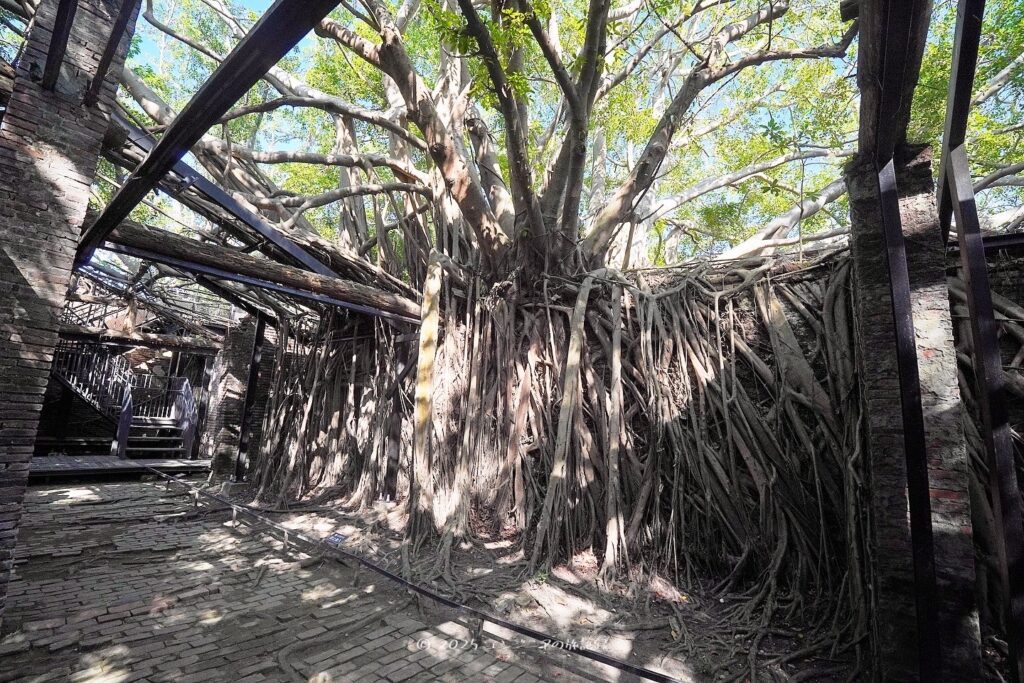 台南の安平樹屋のガジュマル