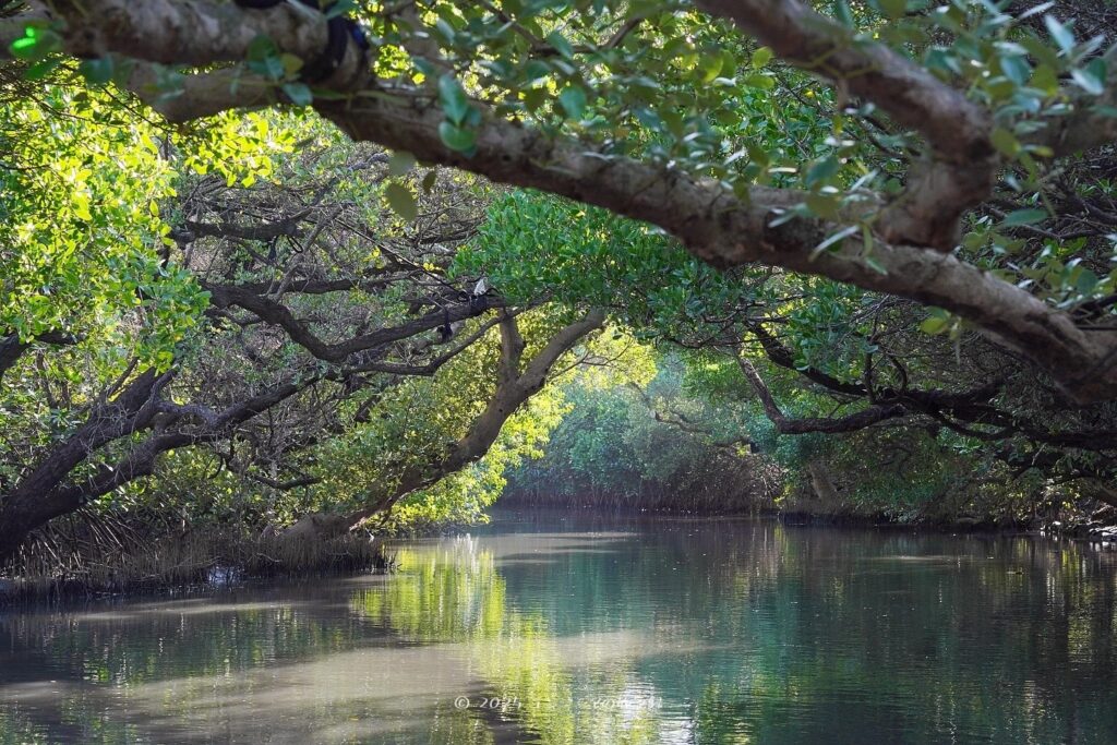 台南の四草緑色隧道のボートツアーの緑のトンネル
