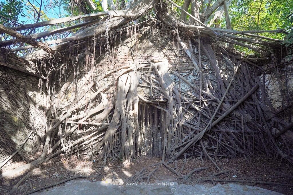 台南の安平樹屋の様子