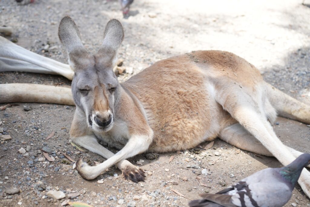 ゴールドコーストのカランビン・ワイルドライフ・サンクチュアリにいたカンガルー