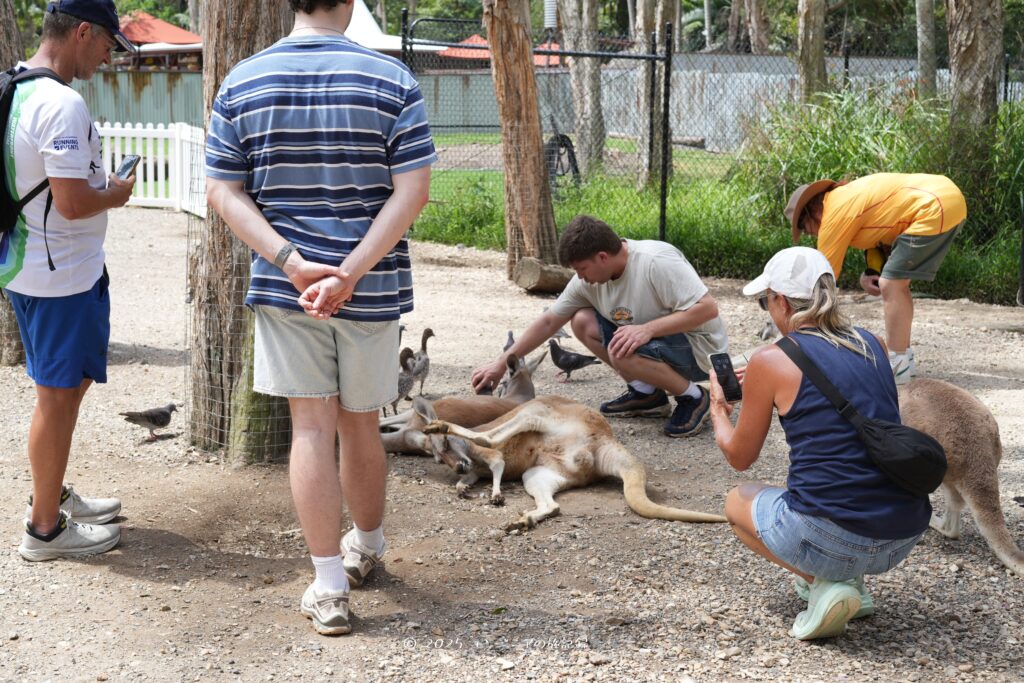 ゴールドコーストのカランビン・ワイルドライフ・サンクチュアリではカンガルーと触れ合えます