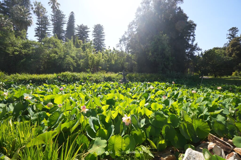 アデレードのアデレード植物園の様子