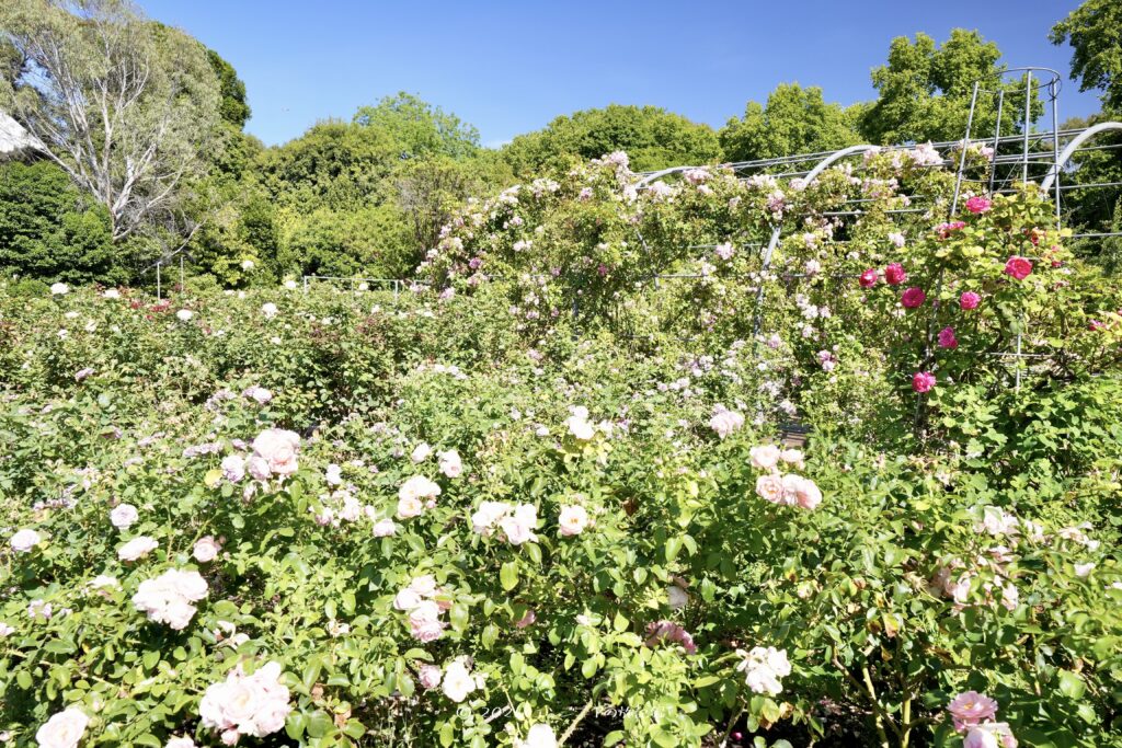 アデレードのアデレード植物園のローズガーデン