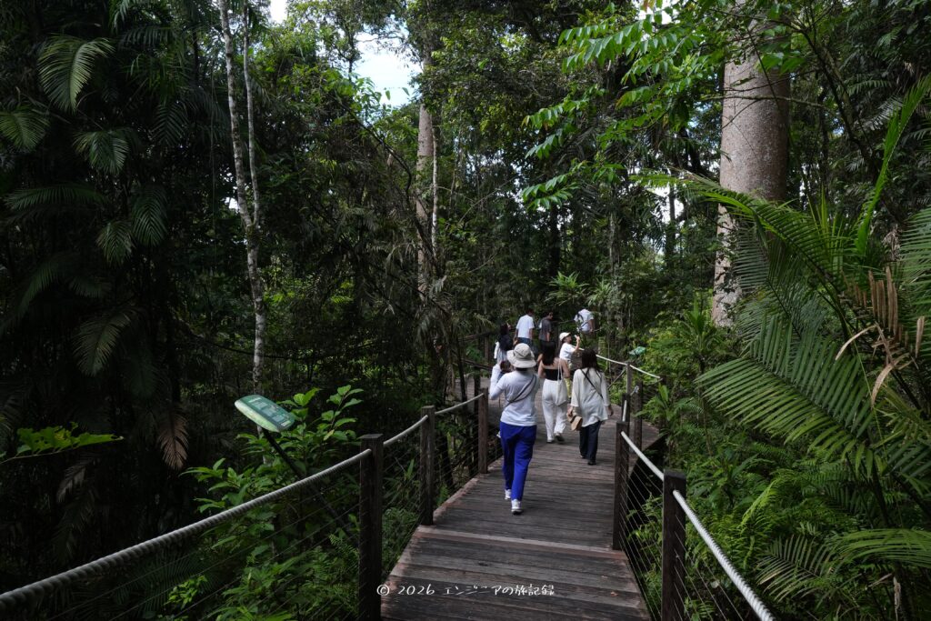 ケアンズの熱帯雨林のキュランダのスカイレールの途中にある遊歩道
