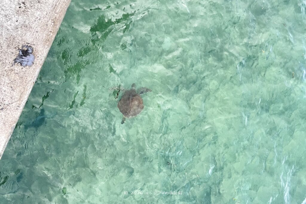 ケアンズのグリーン島で出会ったウミガメ