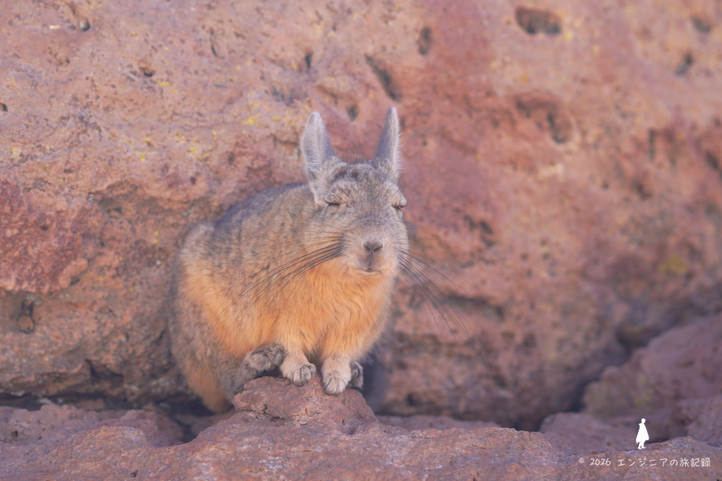 Chinchilla's Rock（ビスカチャの岩）で休んでいるビスカチャ（アンデスウサギ）の様子