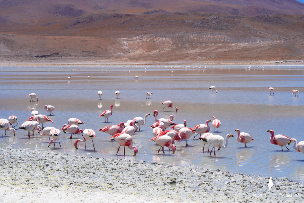 ボリビアのカナパ湖に群れるアンデスフラミンゴ