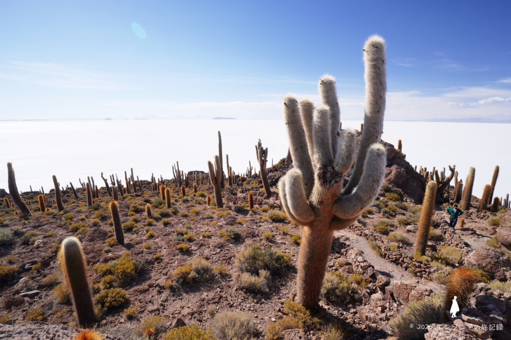 ウユニ塩湖の中のインカワシ島から望む360度パノラマと巨大サボテン
