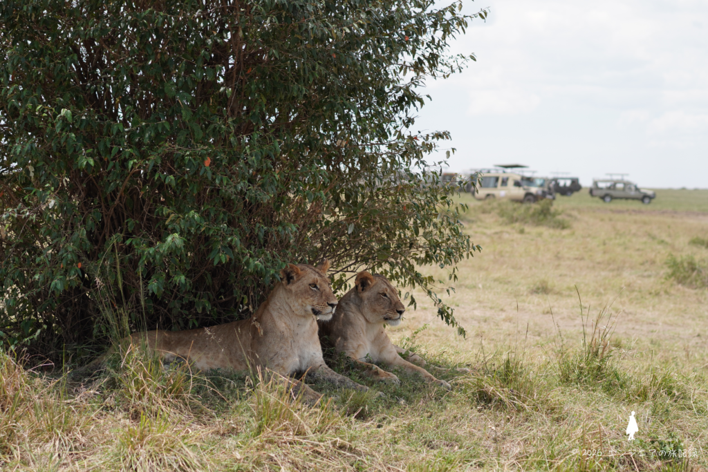 ケニアサファリ Big5 マサイマラ国立保護区の野生動物