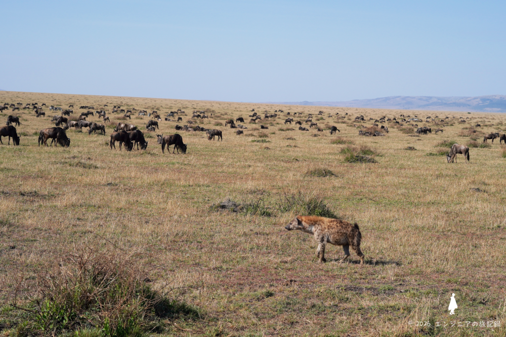ケニア マサイマラ国立保護区の草食動物を狙うハイエナ