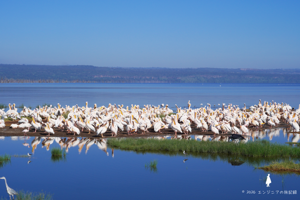 ケニア ナクル湖にいる大量のペリカン