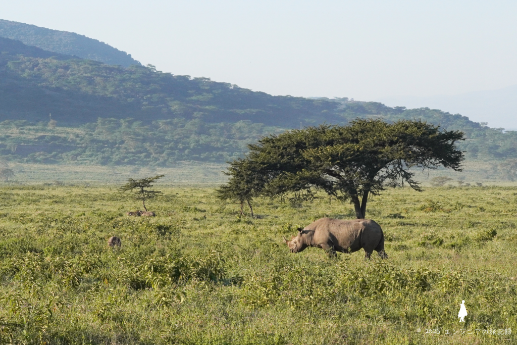 ケニア ナクル湖にいるサイ
