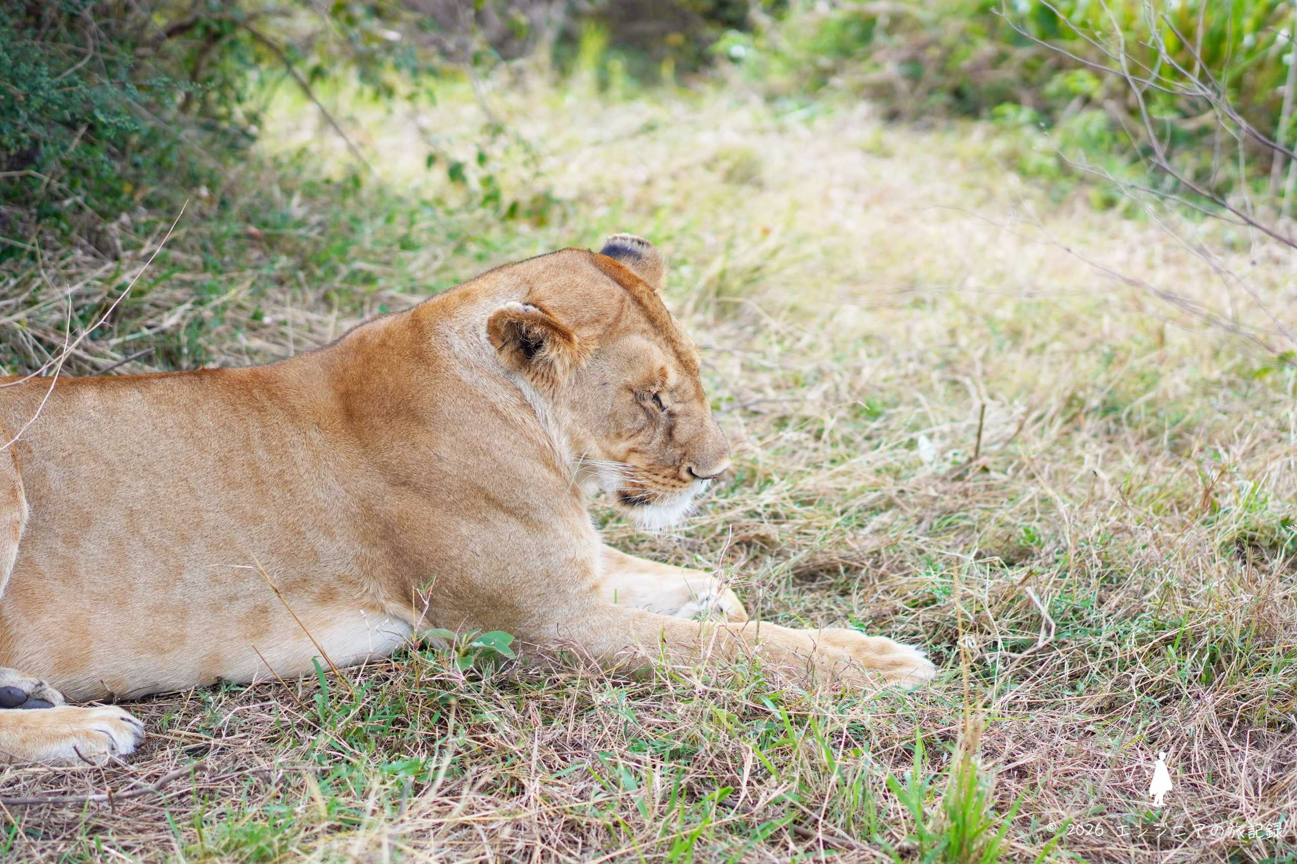 ケニア マサイマラ国立保護区のライオン