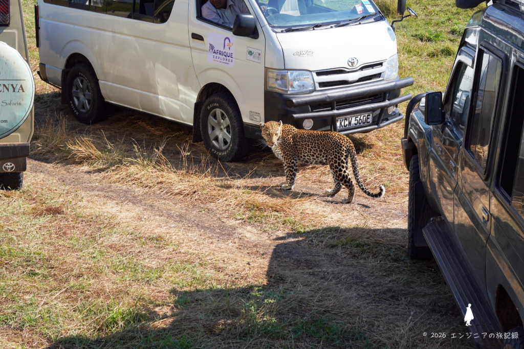 ケニア マサイマラ国立保護区で散歩するレオパード
