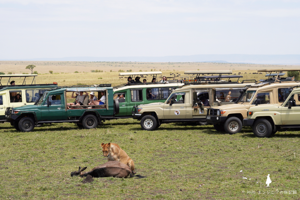 ケニア マサイマラ国立保護区でライオンがヌーを仕留めた瞬間