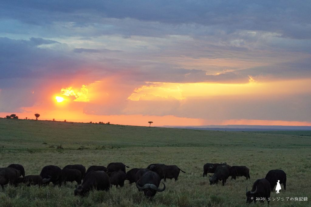 ケニア マサイマラ国立保護区での夕陽とバッファローの群れ