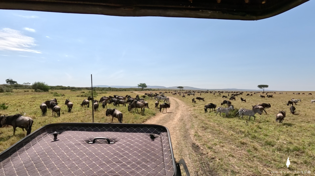ケニア マサイマラ国立保護区のサファリカーと動物の距離
